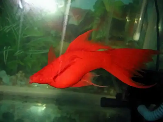 Red Swordfish ID