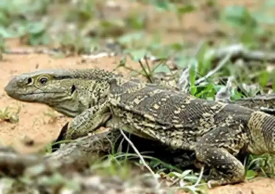 Diphtheria giant iguana identity information