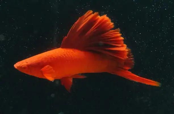 Red Swordfish ID