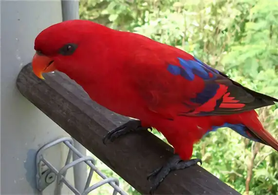 Red parrot identity information