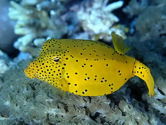 Identities of papaya fish
