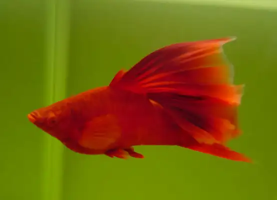 Red Swordfish ID