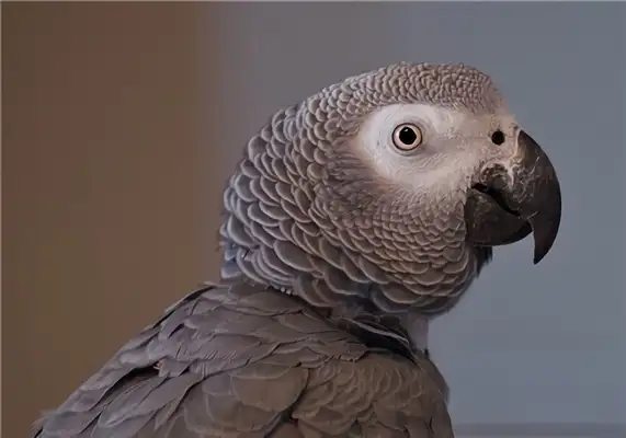 Status information for African grey parrots