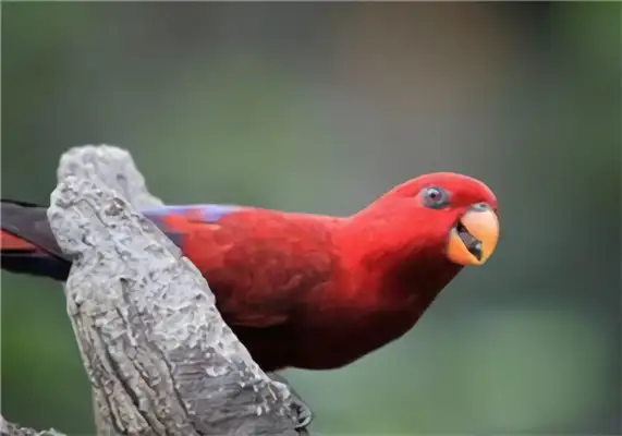 Red parrot identity information