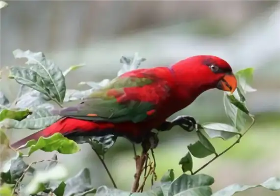 Red parrot identity information