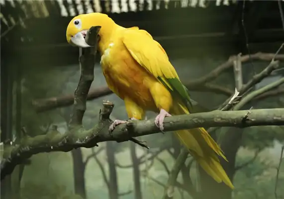 Information on the identity of a golden cone parrot