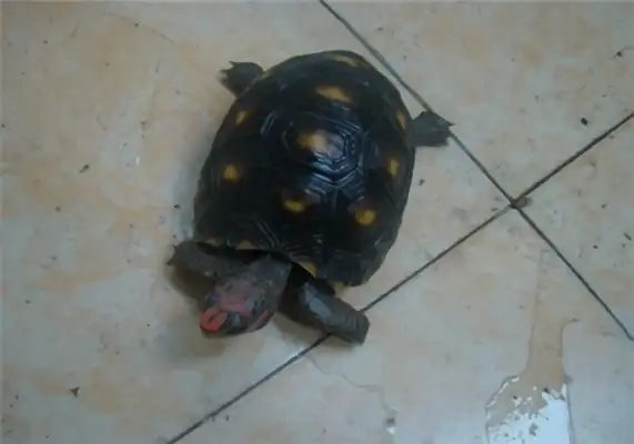 Red-legged turtle identity information
