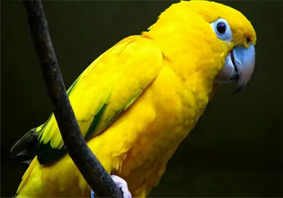 Information on the identity of a golden cone parrot