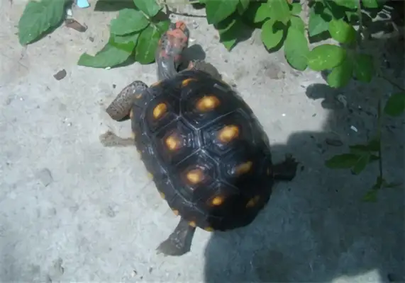 Red-legged turtle identity information
