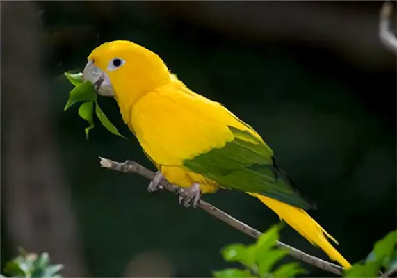 Information on the identity of a golden cone parrot