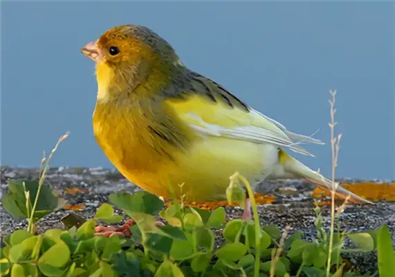 Canary ID