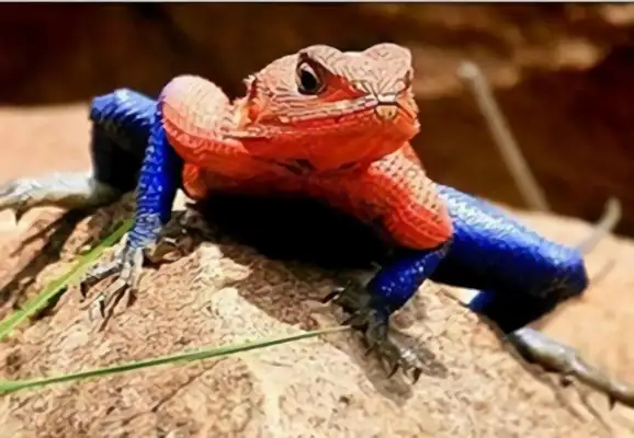 Rainbow iguana identity information