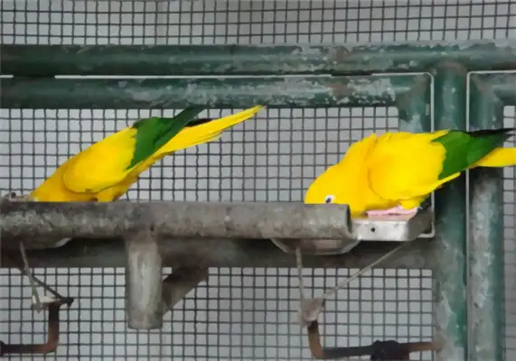 Information on the identity of a golden cone parrot