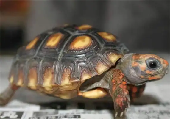 Red-legged turtle identity information