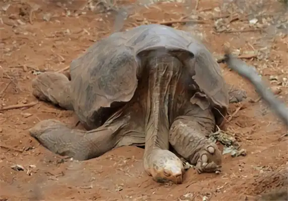 Galapagos looks like turtle identity information