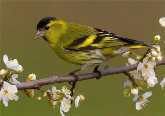 Canary ID