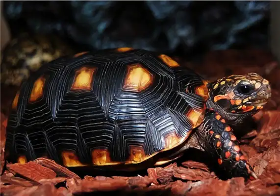 Red-legged turtle identity information