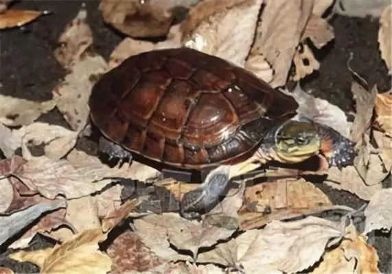 Axe draws up information on the identity of the turtle