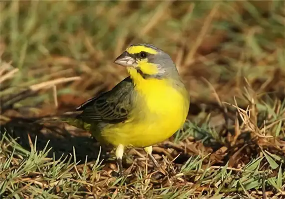 Canary ID