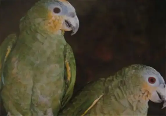 St. Vincent's parrot identity information