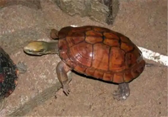 Axe draws up information on the identity of the turtle