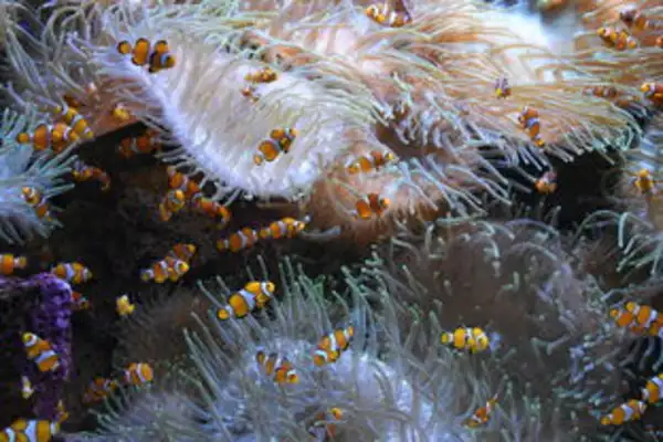 Anemone. Anemone pictures