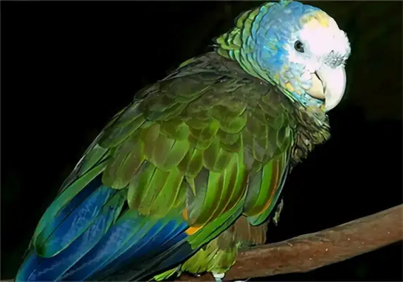 St. Vincent's parrot identity information