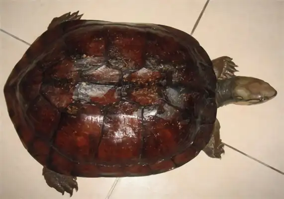 Axe draws up information on the identity of the turtle