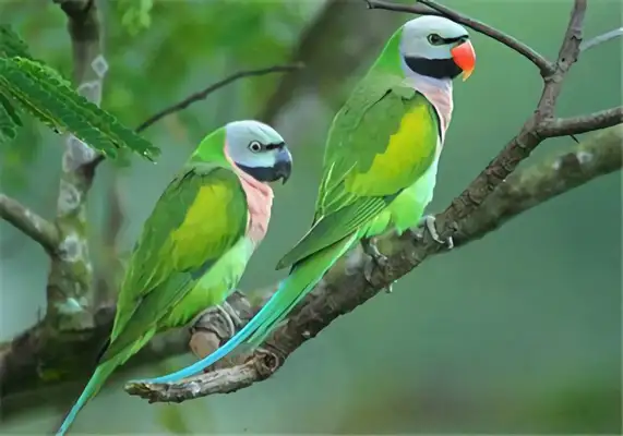I.D. The parrot