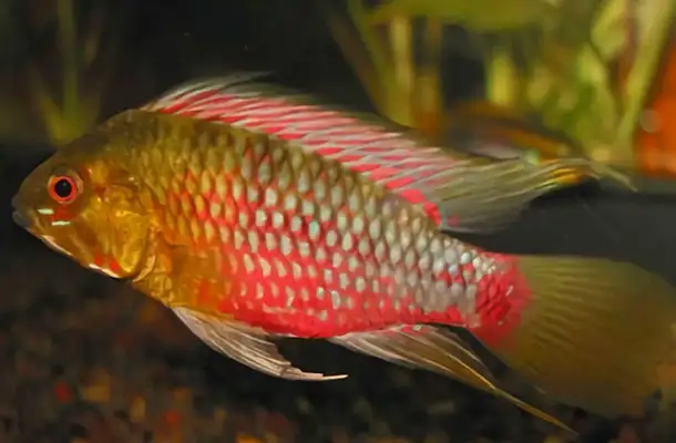 Queen's short-skin identity information