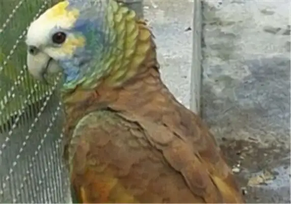 St. Vincent's parrot identity information