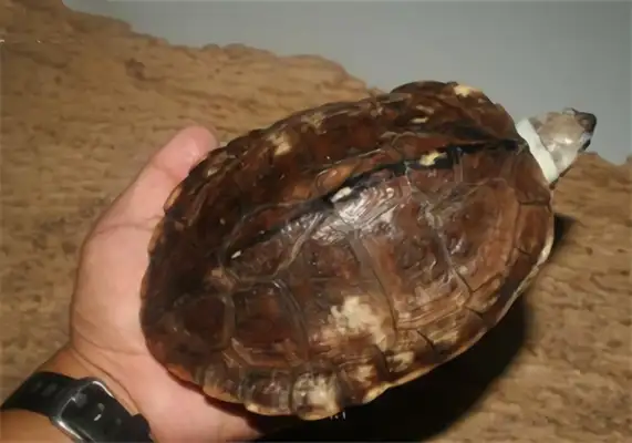 Smith Leatherback Identification Information
