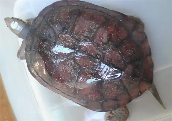 Axe draws up information on the identity of the turtle