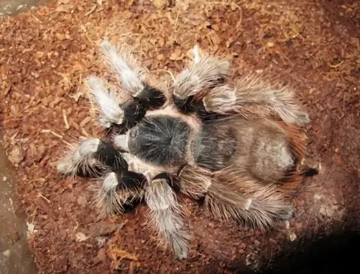 Brazilian Carrot Spider Identity Information