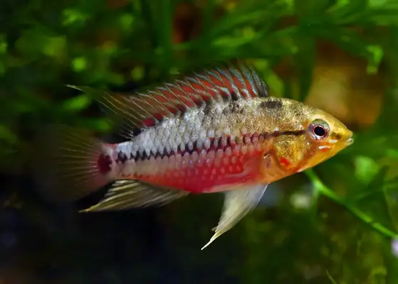 Queen's short-skin identity information