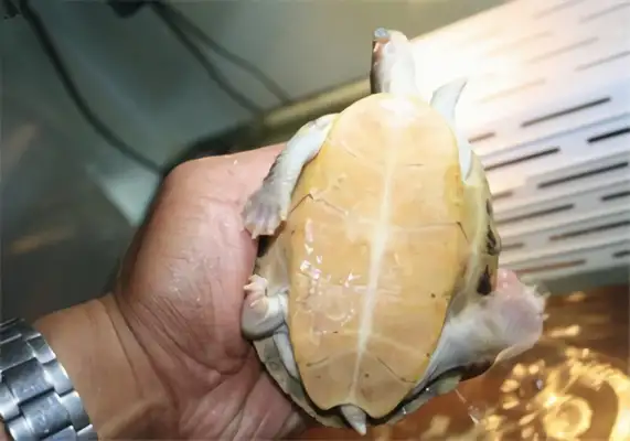 Smith Leatherback Identification Information