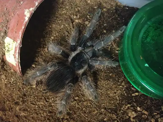 Brazilian Carrot Spider Identity Information