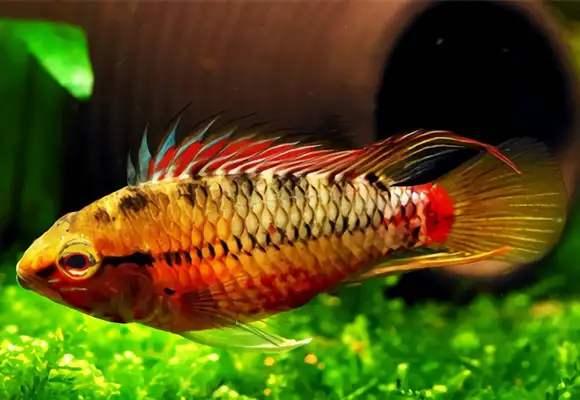 Queen's short-skin identity information