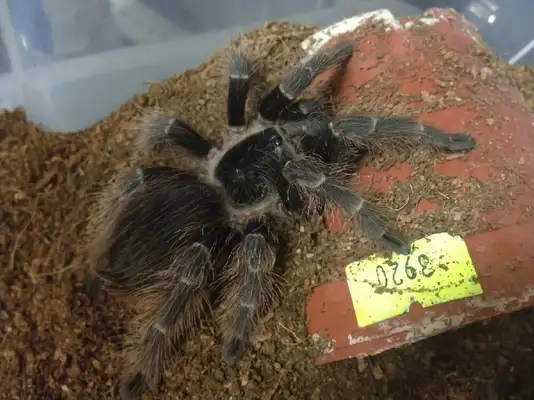 Brazilian Carrot Spider Identity Information