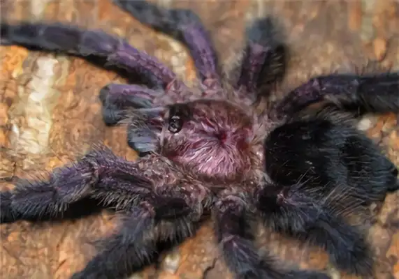 Information on the identity of Ecuador ' s purple toes