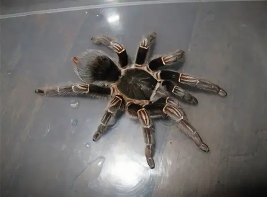 Brazilian Carrot Spider Identity Information