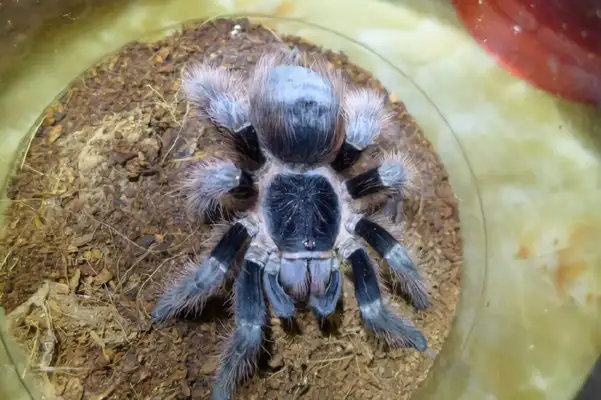 Brazilian Carrot Spider Identity Information
