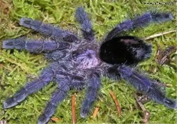 Information on the identity of Ecuador ' s purple toes