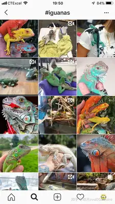 Fiji iguana, Fiji iguana encyclopedia