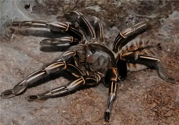Thai zebra foot identification information