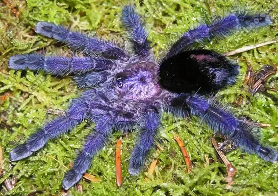 Information on the identity of Ecuador ' s purple toes
