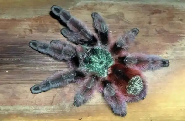 Information on the identity of Ecuador ' s purple toes