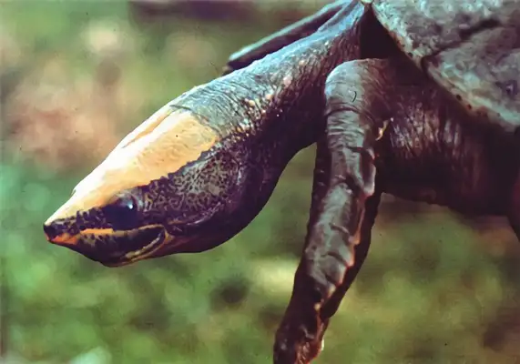 Central American Turtle Identity Information