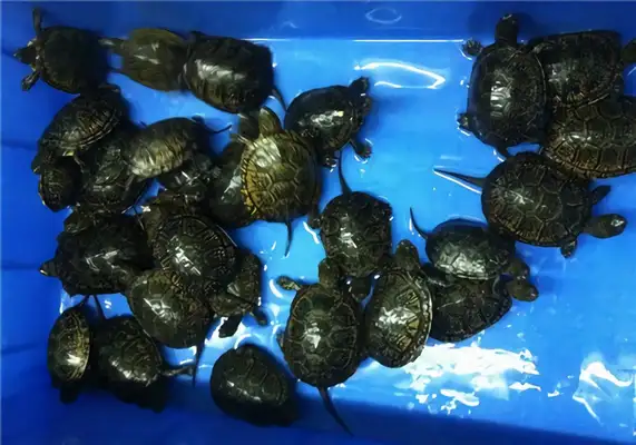 European Turtle Identity Information