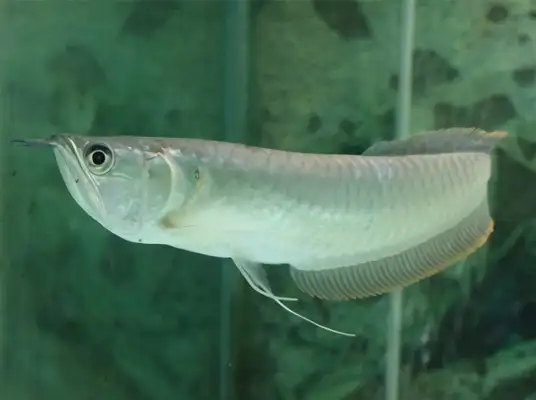Silver Dragon ID